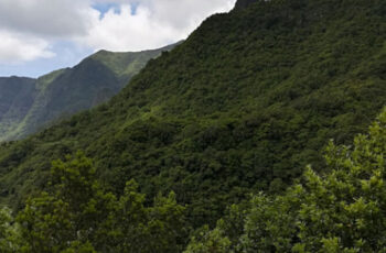 Reservas da Biosfera - Floresta Laurissilva da Madeira, Porto Santo e Santana